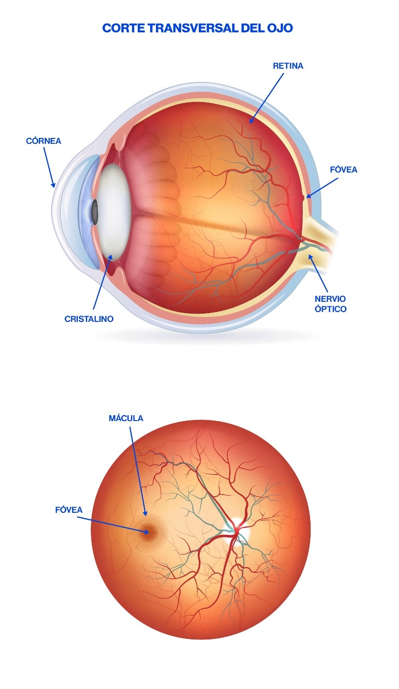 Retina - Partes del ojo
